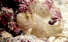 Sipadan_2015_Poisson scorpion feuille_Taenianotus triacanthus_IMG_2508_rc